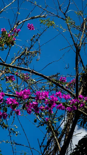 Uma Árvore Bougainvillea Florescendo Muito Bonita — Fotografia de Stock