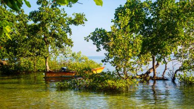 Mangrovların arasında küçük bir tekne.