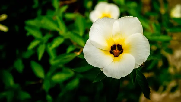 Tak Piękny Turnera Subulata Kwiat — Zdjęcie stockowe