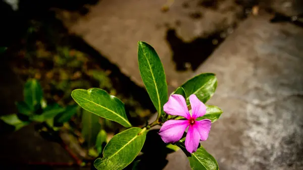 Piękne Niesamowite Różowe Róże Biodra — Zdjęcie stockowe