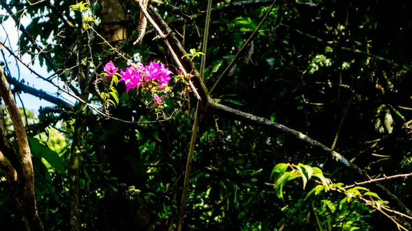 Ett Mycket Vackert Blommande Bougainvillea Träd — Stockfoto