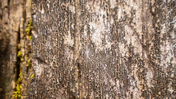Amazing Wood Bark Texture Background — Stock Photo, Image