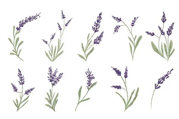 Hand drawn purple lavender set . High quality illustration