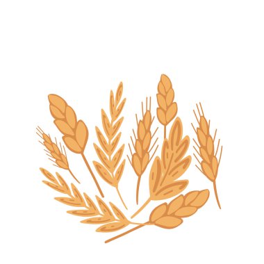 Buğday dikenleri beyaz zemin üzerine dizayn edilmiş. Vektör illüstrasyonu