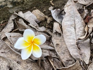 A vibrant single yellow and white frangipani flower resting on a bed of dry fallen leaves outdoors, symbolizing contrast and natural beauty in a decayed environment. clipart