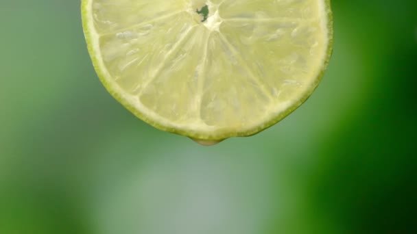 从成熟的石灰片中滴入的果汁或水的特写 新鲜蔬菜和水果的概念 柠檬与宏观滴清澈的果汁绿色背景 推迟审议的动议 — 图库视频影像