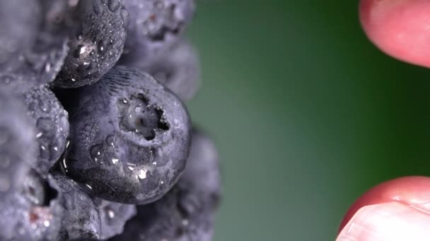 女人从大量的蓝莓 很多的浆果 蓝莓和指甲花的特写健康素食和素食营养的概念 野生浆果上的水滴特写 — 图库视频影像