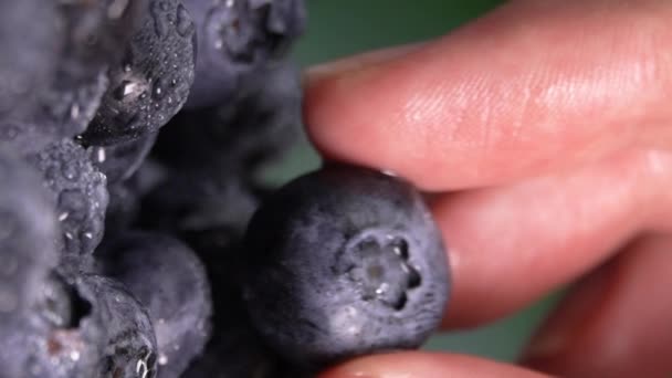女人把蓝莓放入许多浆果中 蓝莓和指甲花的特写健康素食和素食营养的概念 野生浆果上的特写水滴 — 图库视频影像