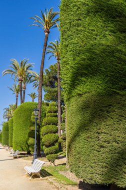 View of Genovese Park (Parque Genoves), historic garden located in the center of Cadiz, Costa de la Luz, Andalusia, Spain.