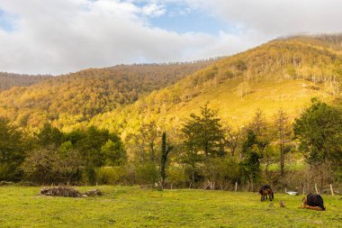 A green meadow with grazing horses and golden hills around, bathed in sunlight. Saja Besaya Natural Park. Barcena Mayor, Cantabria, Spain. clipart