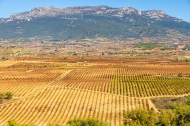 Rioja Alta 'nın parlak tarlalarının ve üzüm bağlarının arka planında dağlar olan hava manzarası. Briones, La Rioja, İspanya.