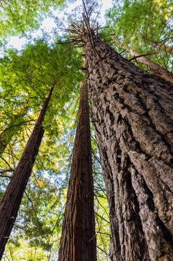 Yüksek sekoya gövdeleri ve yeşil gölgelikleri. Monte Cabezn 'in sequoias' ı, kıyı kızılağacı çiftliği. Korunan Doğal Alan, Cabezon de la Sal, Cantabria, İspanya.