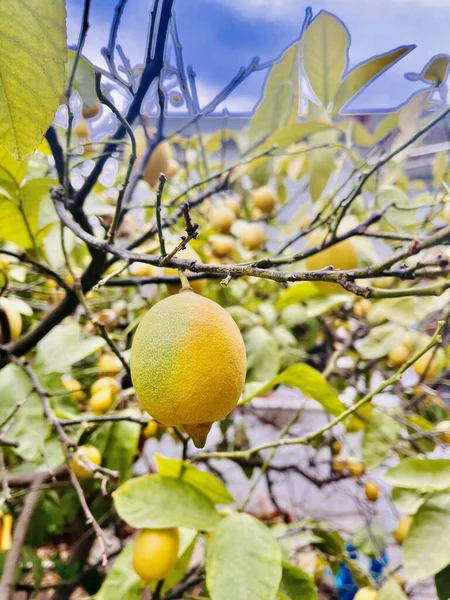 Citron Jaune Sur Pommier — Photo