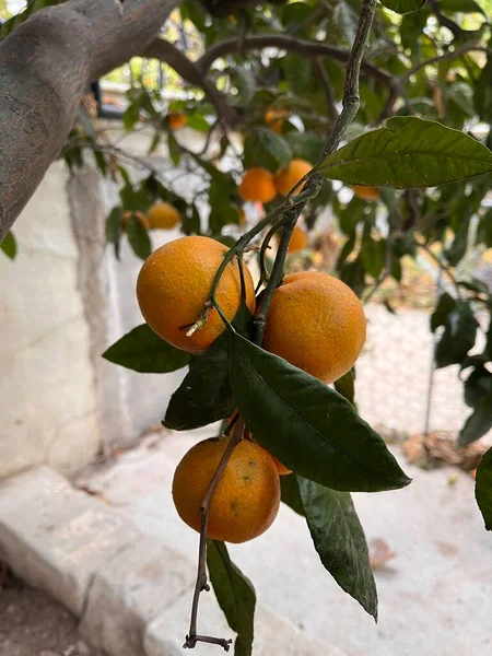 Gros Plan Orange Mûr Sur Une Branche Dans Jardin Avec — Photo
