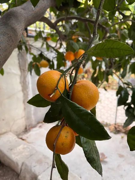 Oranger Suspendu Aux Branches Une Branche — Photo