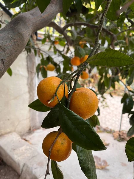 Oranger Avec Des Oranges Sur Une Branche — Photo