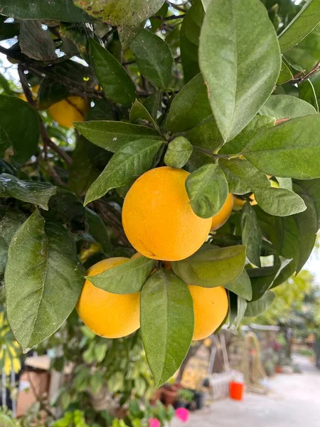 Appelsin Træ Med Grønne Blade - Stock-foto