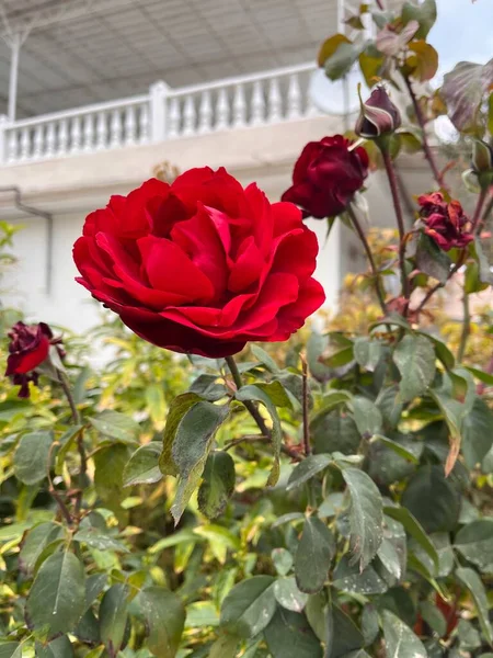 Rote Rosen Garten — Stockfoto