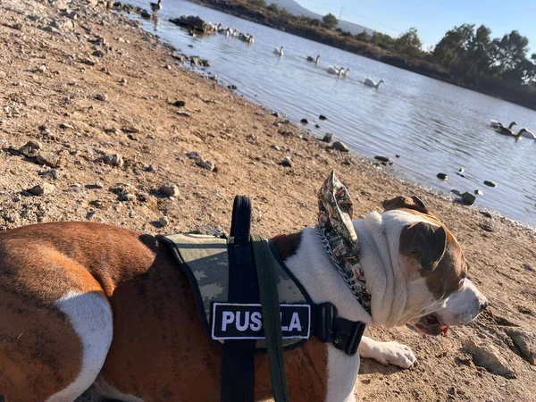 Собака Лежит Песке Смотрит Камеру — стоковое фото