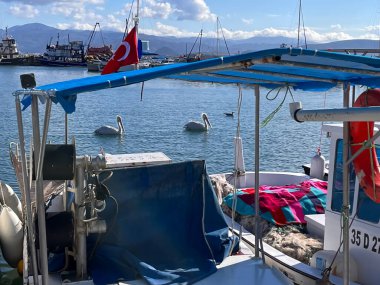 Pelikanlar balıkçı teknelerinin etrafında yüzüyor.