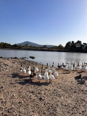 Ördekler gölde yüzüyor.