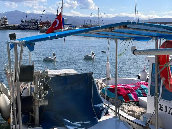 Pélicans Nagent Autour Des Bateaux Sur Jetée Port Mer Méditerranée — Photo
