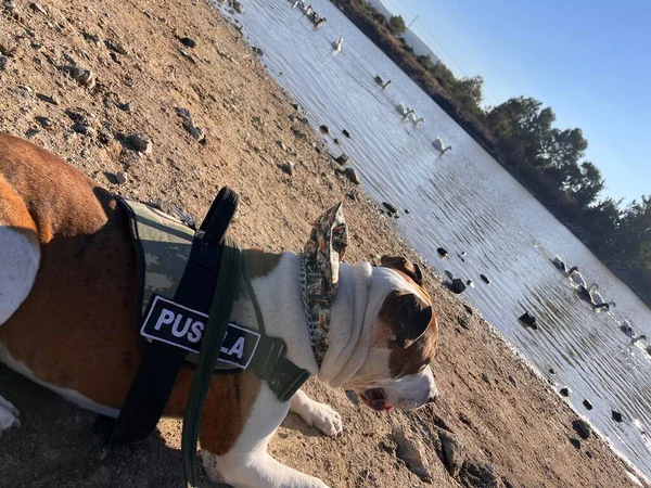 Perro Está Viendo Los Patos Lago — Foto de Stock