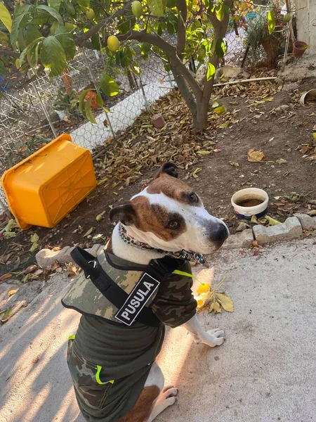 Собака Сидит Парке Фоне Сада — стоковое фото