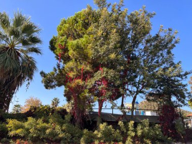 Gökyüzüne karşı yeşillikle çevrili bir ağacın dikey görüntüsü.