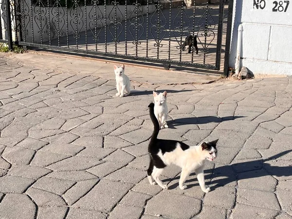 Kóbor Macskák Várnak Fiidra Utcán — Stock Fotó