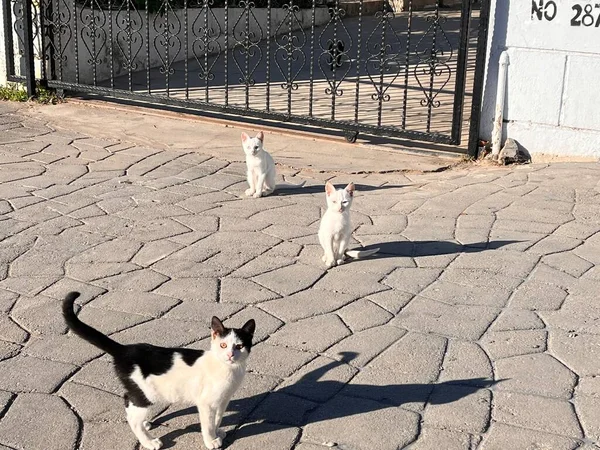 Streunende Katzen Warten Auf Der Straße — Stockfoto
