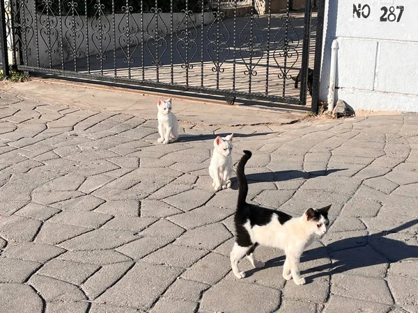 Sokak Kedileri Sokağın Ortasında Bekliyor — Stok fotoğraf