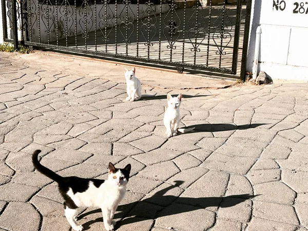 Бездомные Кошки Ждут Свою Фишку Улице — стоковое фото