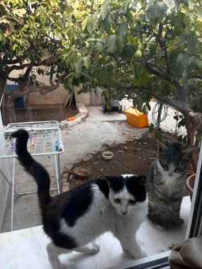 Pencerenin önündeki kedi