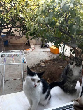 Bahçedeki kedi pencerenin önünde.