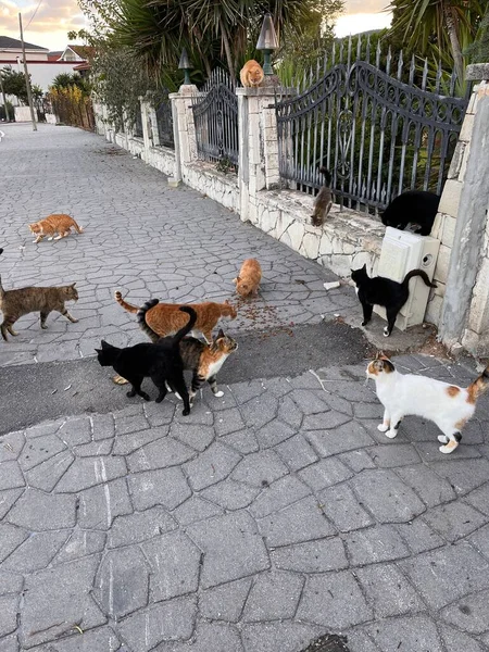 Бездомные Кошки Улице — стоковое фото
