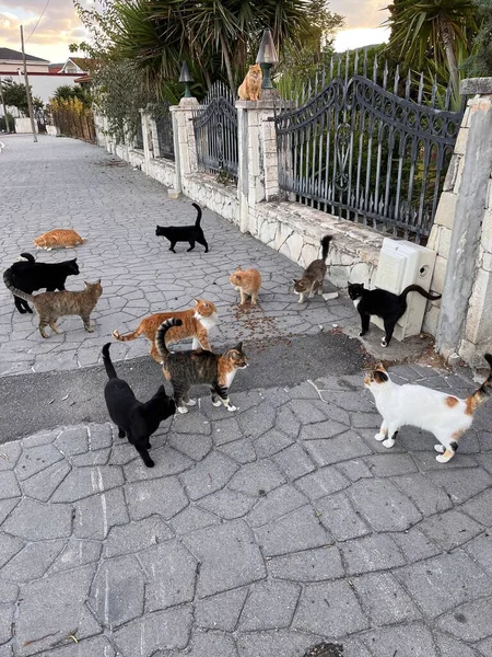 Бездомные Кошки Улице — стоковое фото