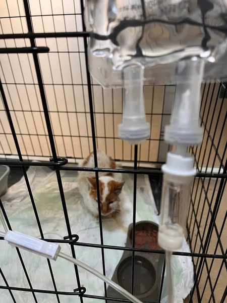 Malade Dans Cage Recevant Traitement Chez Vétérinaire — Photo