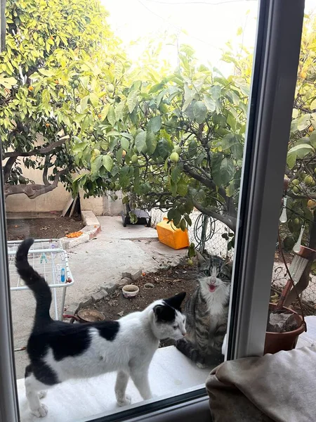 Chat Assis Sur Rebord Fenêtre — Photo