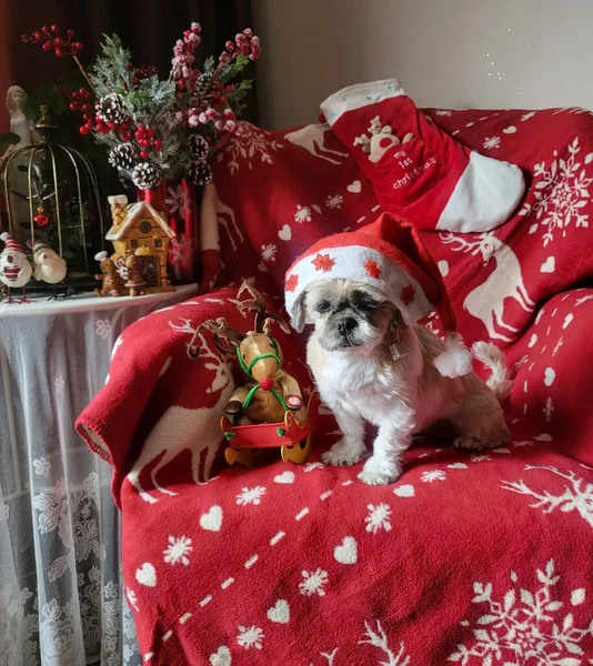 Χαριτωμένο Σκυλί Ένα Καπέλο Χριστούγεννα Διακόσμηση Νέο Έτος — Φωτογραφία Αρχείου