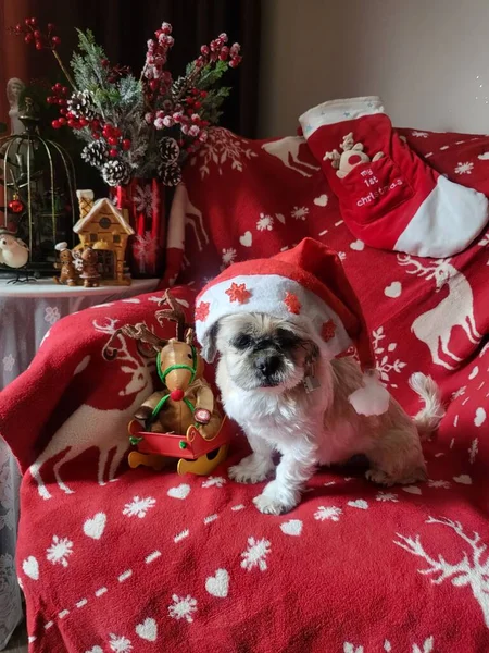 Милая Собака Рождественской Шляпе Новогодним Декором — стоковое фото