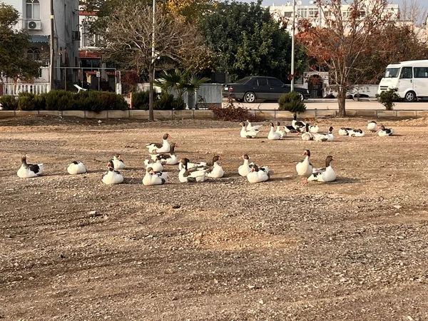 Ducks Ground — Stock Photo, Image