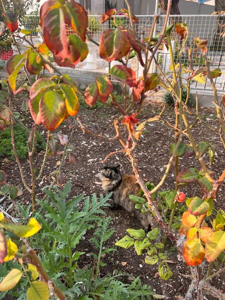 Chat Roux Pelucheux Dans Jardin — Photo