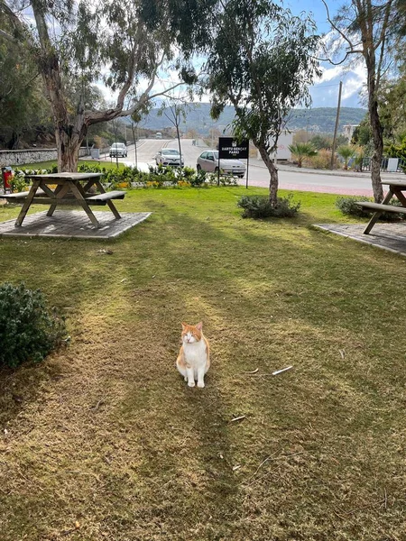 公園でかわいい猫 自然シリーズ — ストック写真
