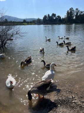 Göldeki vahşi ördekler