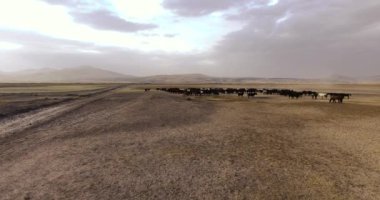 Kayseri / Türkiye 'de Vahşi Atların Hava Görüntüsü. İnsansız hava aracıyla çekilmiş. 4k video