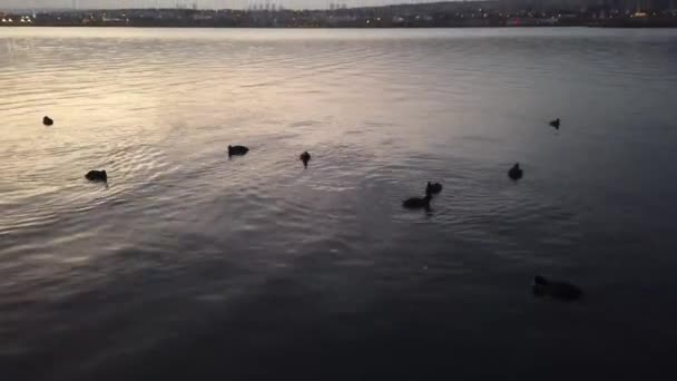 湖上的农场鸭子 — 图库视频影像