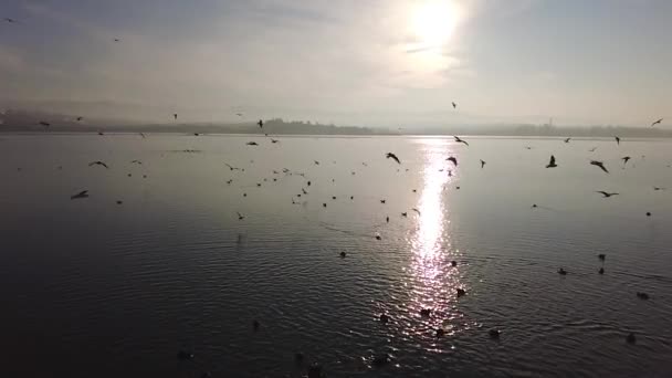 Seagulls Flying Sea Sky Suns — стоковое видео
