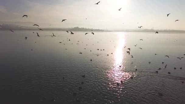 Чайки Летают Над Морем Против Неба Солнцем — стоковое видео