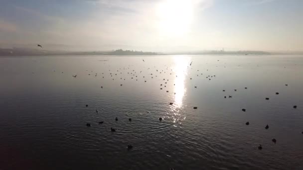 Meeuwen Vliegen Boven Zee Tegen Lucht Tijdens Zonnen — Stockvideo